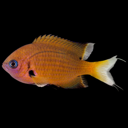 Agile Chromis