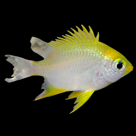 Yellow Chromis