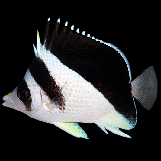 Burgess Butterflyfish