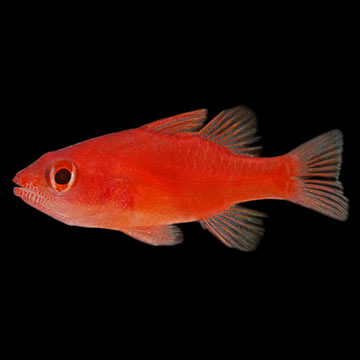 Red Tail Cardinalfish