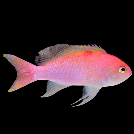 Lunate Goldie Anthias