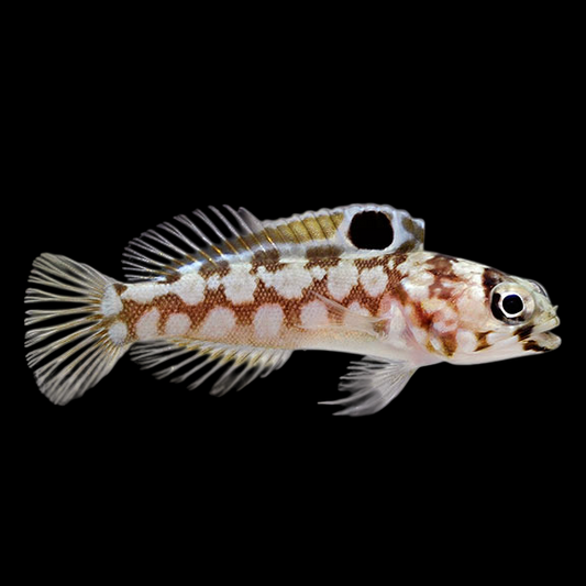 Chinstrap Jawfish