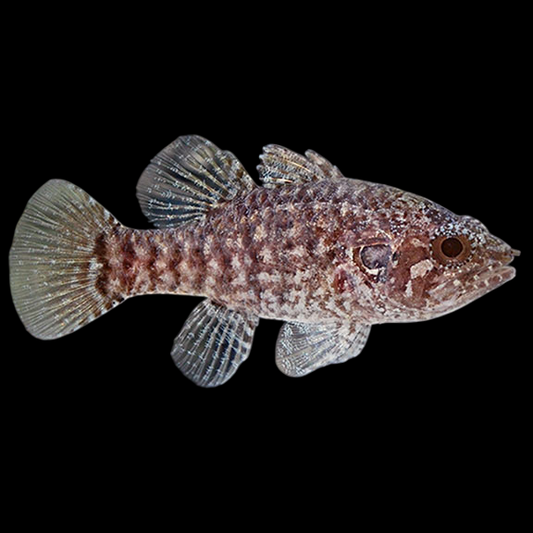 Speckled Fowler Cardinalfish