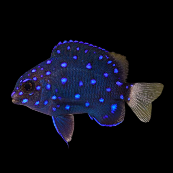 Jewel Damselfish