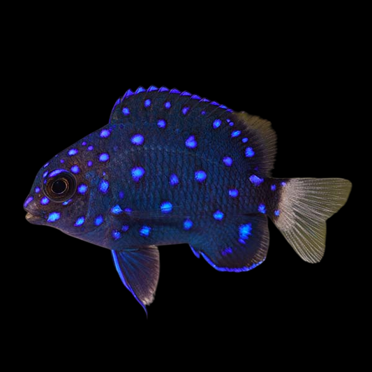 Jewel Damselfish