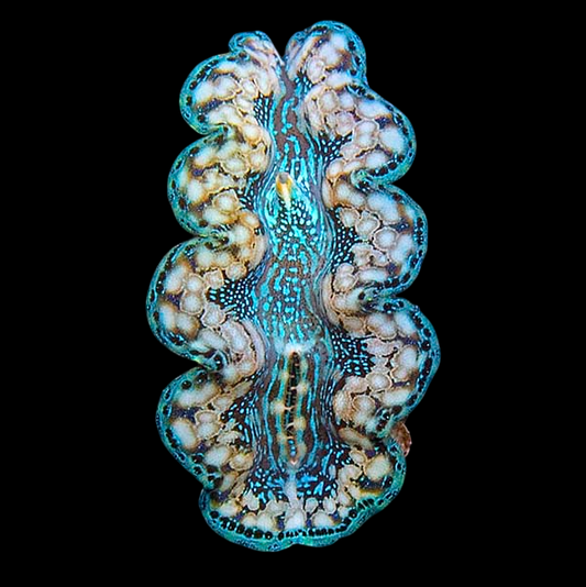 Hybrid Crocea x Squamosa Clam