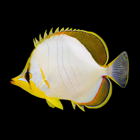 Yellow Head Butterflyfish