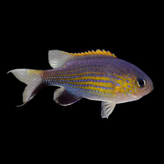 Yellow / Black Lyretail Chromis