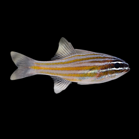 Picket Fence Cardinalfish