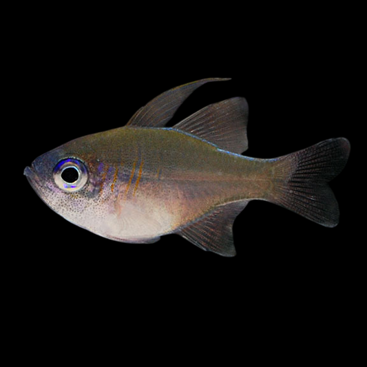 Tongan Longspine Cardinalfish