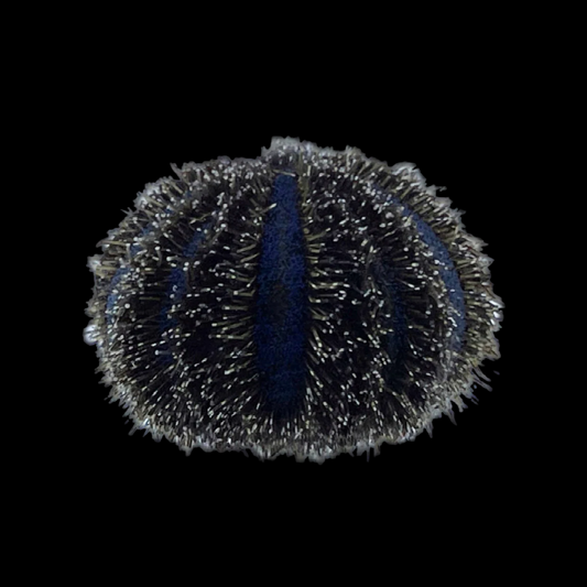 Blue Tuxedo Urchin