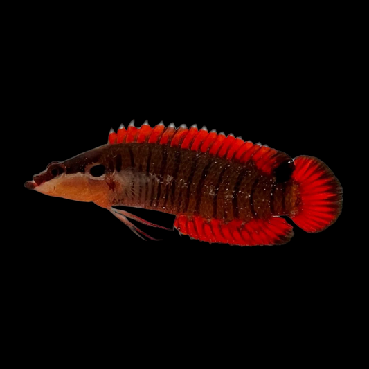 Banded Longfin Dottyback