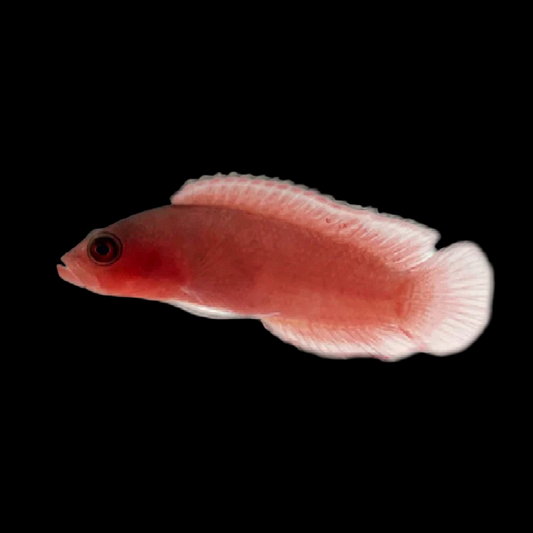 Red Serosa Dottyback