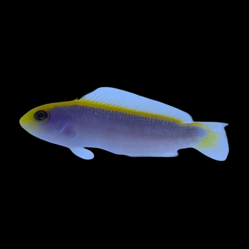 Green Serosa Dottyback