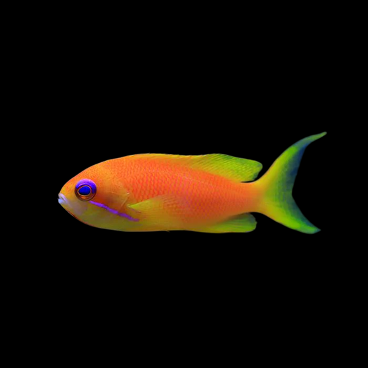 Noble Anthias