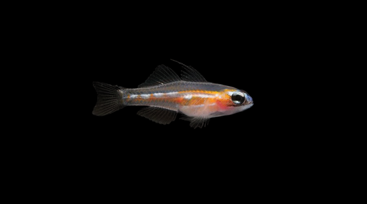 Masked Goby