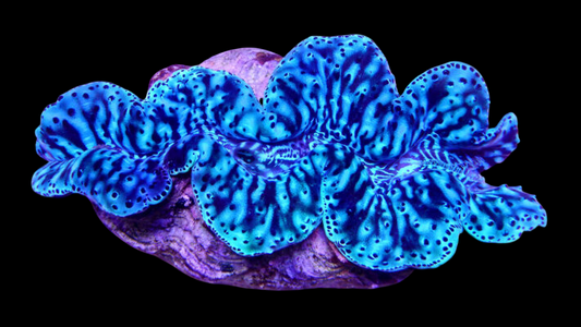 Ultra Premium Plus Maxima Clam