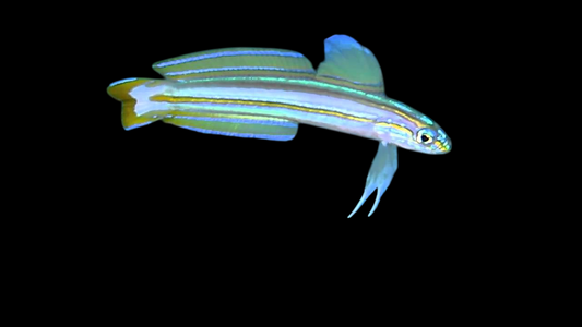 Lined Dartfish