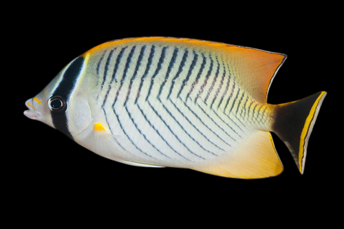Chevron Butterflyfish