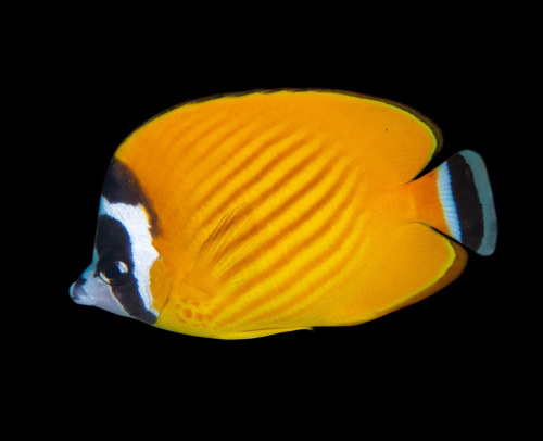 Hong Kong Butterflyfish