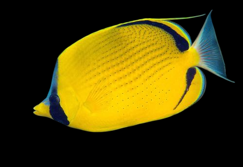 Dotted Butterflyfish