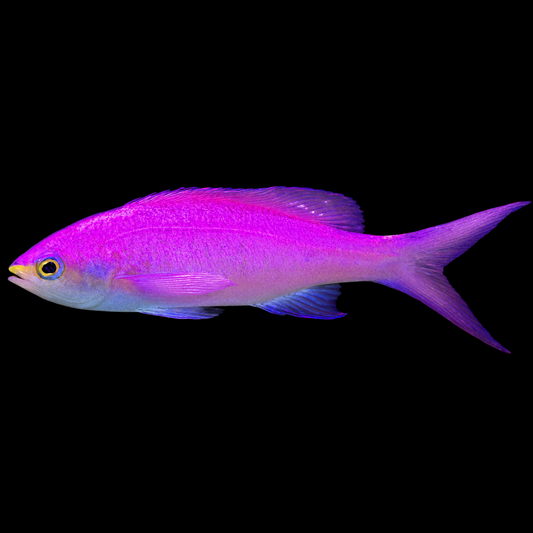 Purple Queen Anthias