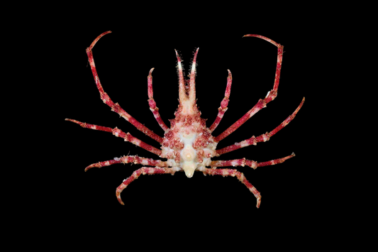 Giant Spider Crab