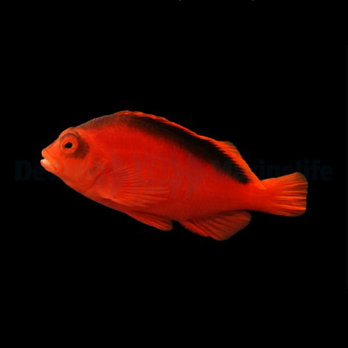 Flame Hawkfish