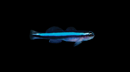 Brazilian Neon Blue Goby