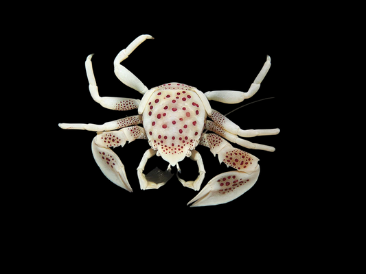 Anemone Crab