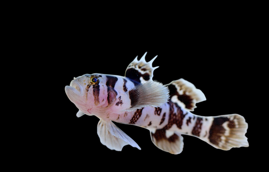Black Barred Reef Goby