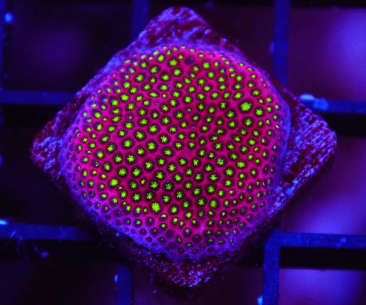 Stylocoeniella sp.