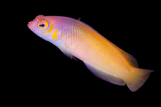 Black Margin Dottyback, Male