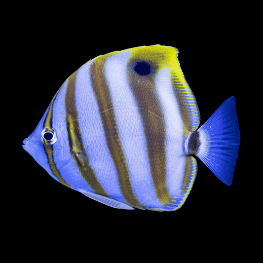 Ocellate Butterflyfish