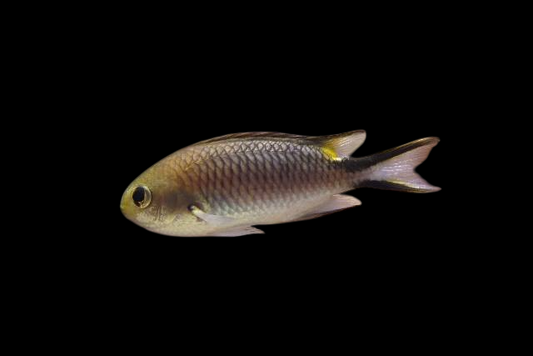 Richardson's Reef's Damselfish