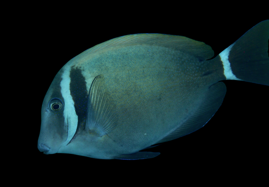 White Bar Tang
