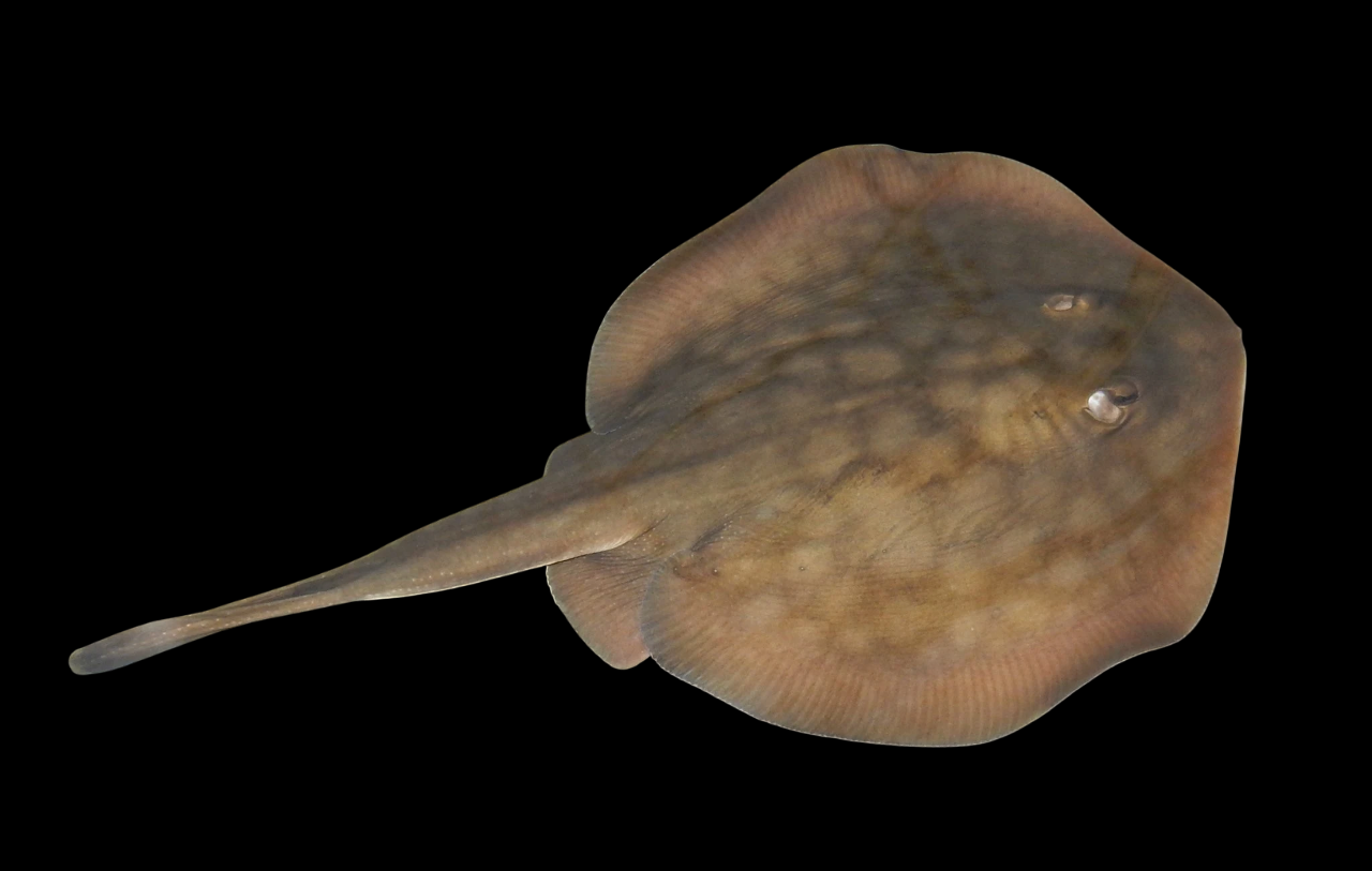 Round Stingray