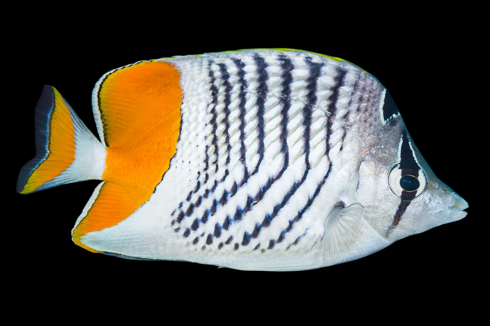 Seychelles Butterflyfish