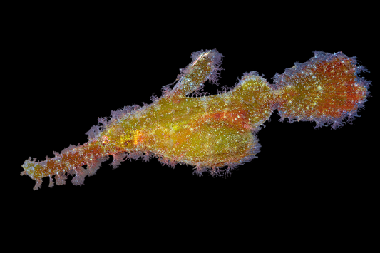 Roughsnot Ghost Pipefish