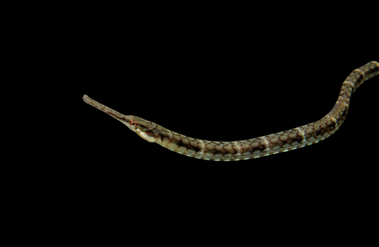 Chain Pipefish
