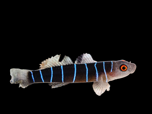 Nineline Goby