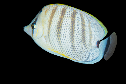 Pebbled Butterfly fish