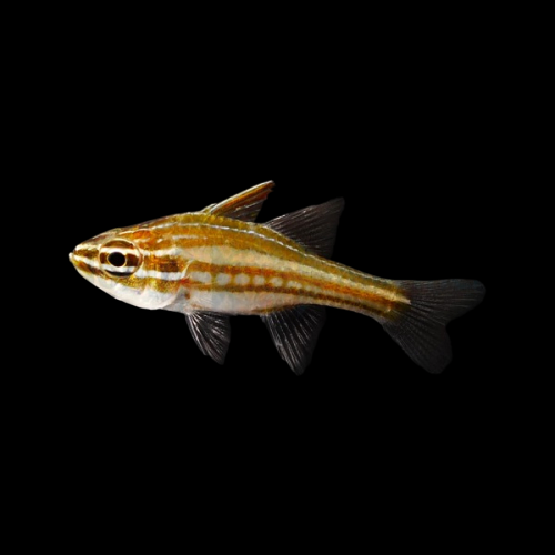 Red Striped Cardinalfish