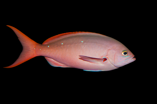 Pacific Creolefish