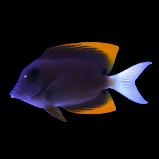 Tomini Bristletooth Tang