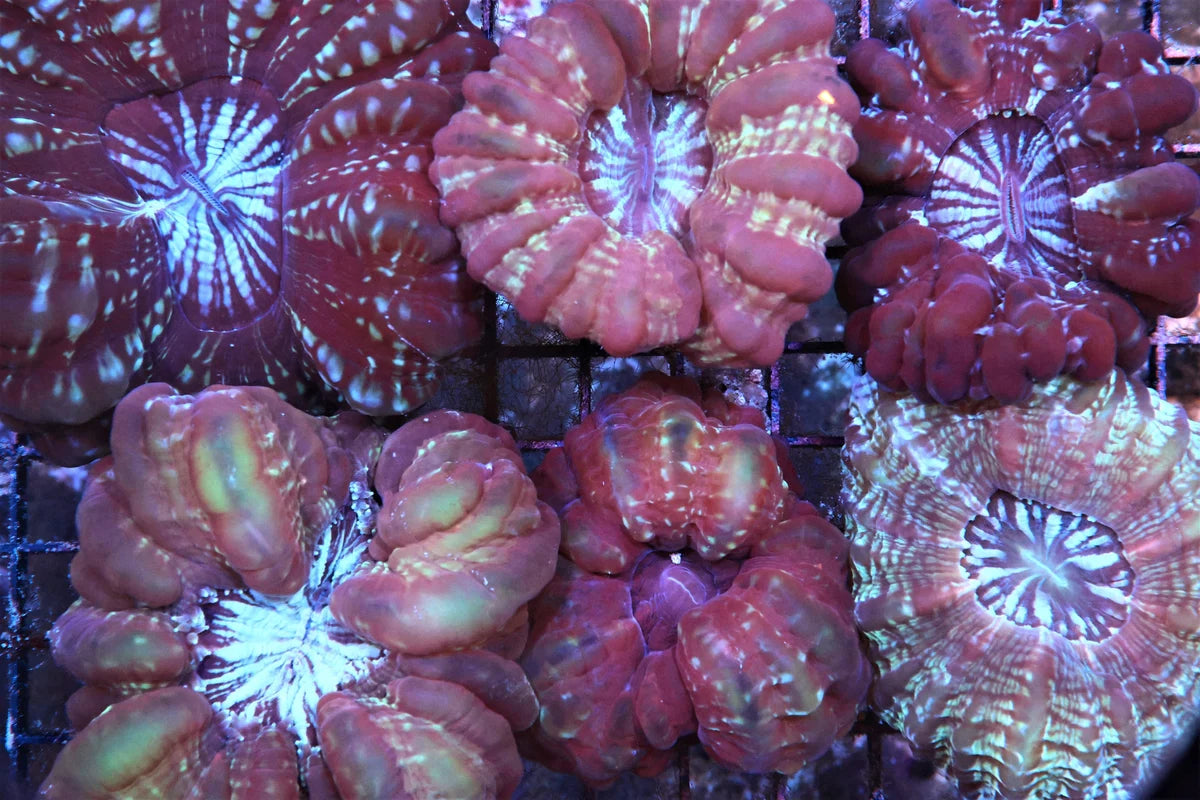 Cynarina lacrymalis
