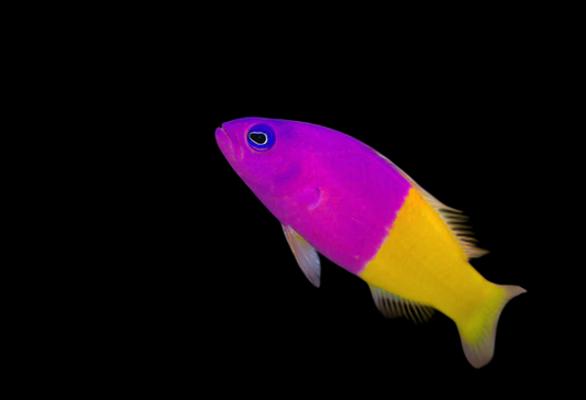 Bicolor Dottyback