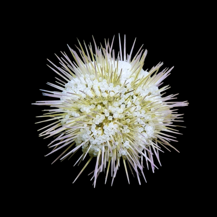 Green Pincushion Urchin