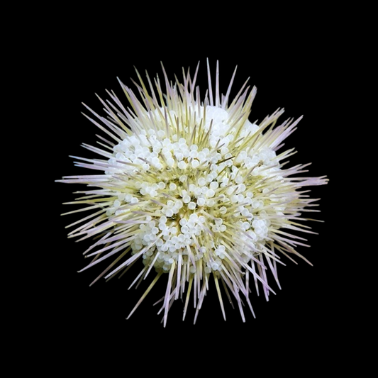Green Pincushion Urchin