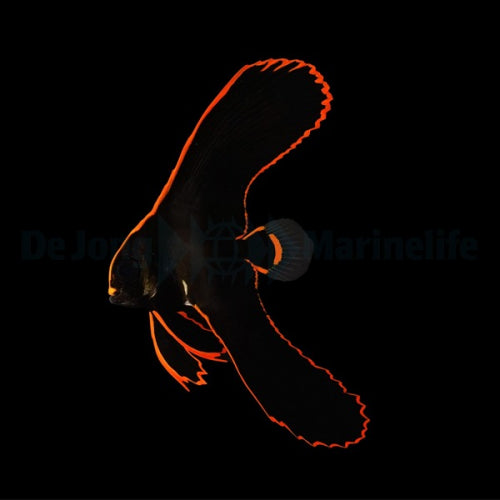 Pinnatus Batfish